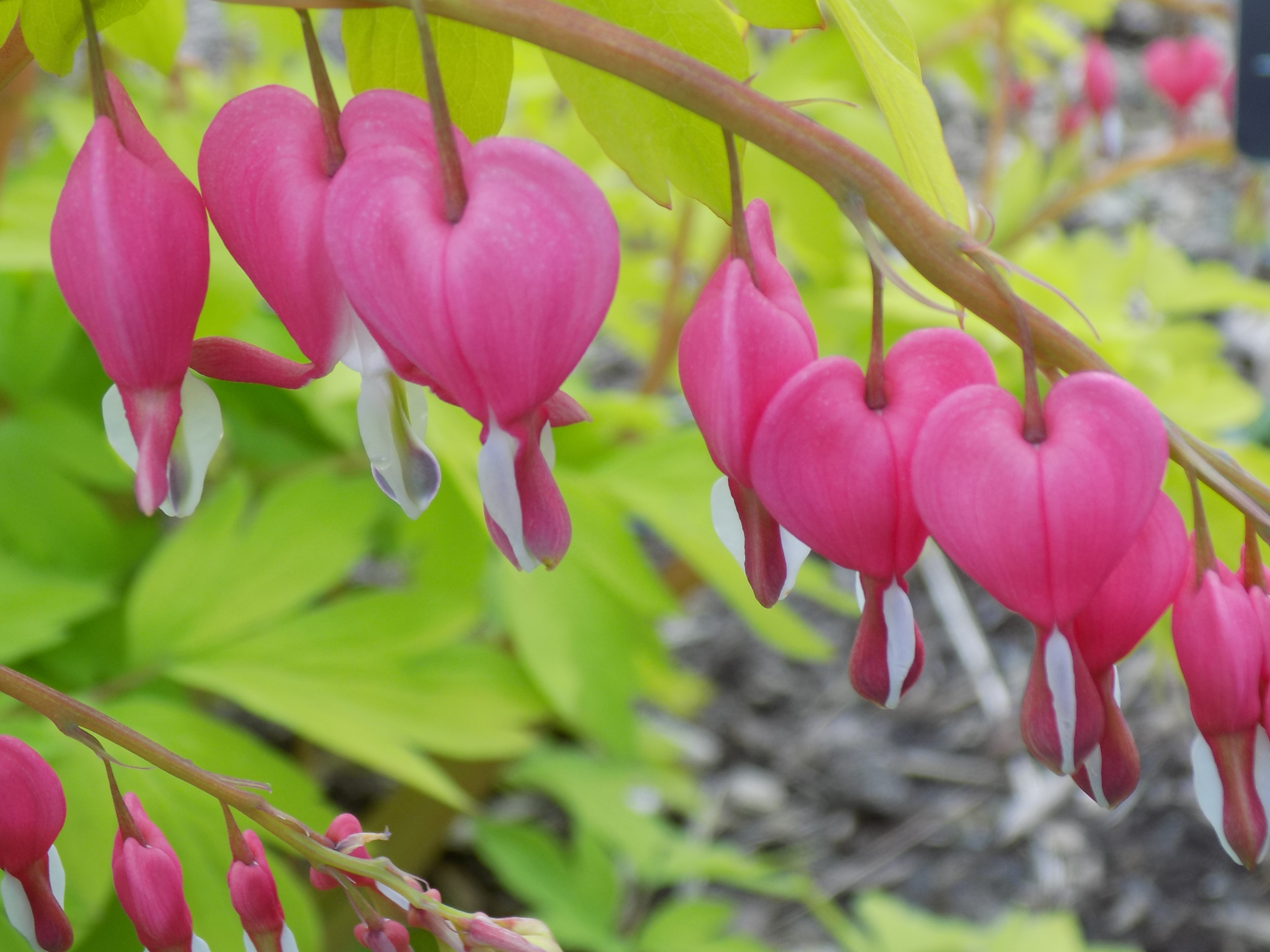 Low Maintenance Perennials