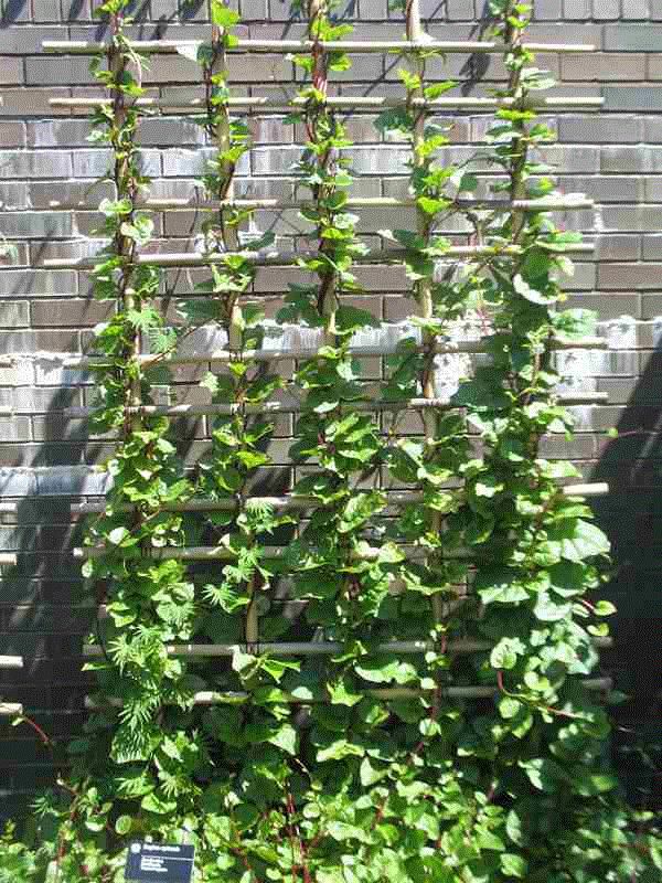 Ornamental Vines