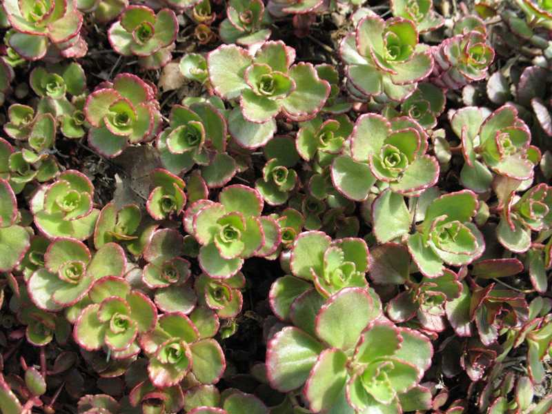 Missouri Botanical Garden Plant Finder Native Species Or