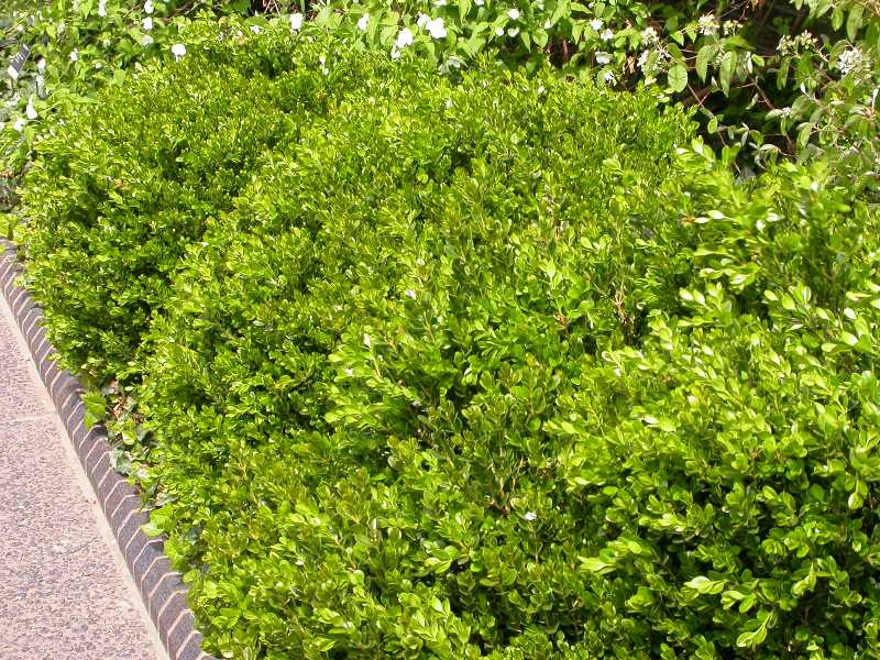 Best Shrubs