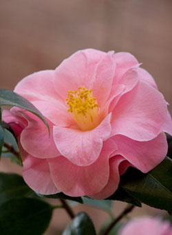 MObot Camellia