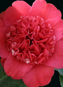 MOBOT Camellia
