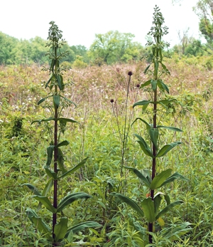 American columbo Swertia carolinensis