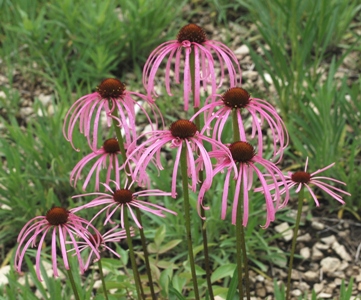 Glade coneflower Echinacea simulata