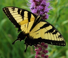Tiger swallowtail Pterourus glaucus_Liatris pycnostachya