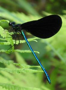 jewelwing damselfly