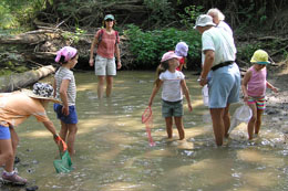 A group netting in Brush Creek