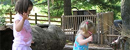 Girls balancing on log