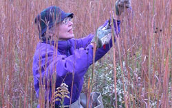 Volunteer collecting seed at the Reserve