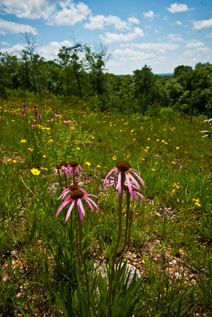 Glade wildflowers