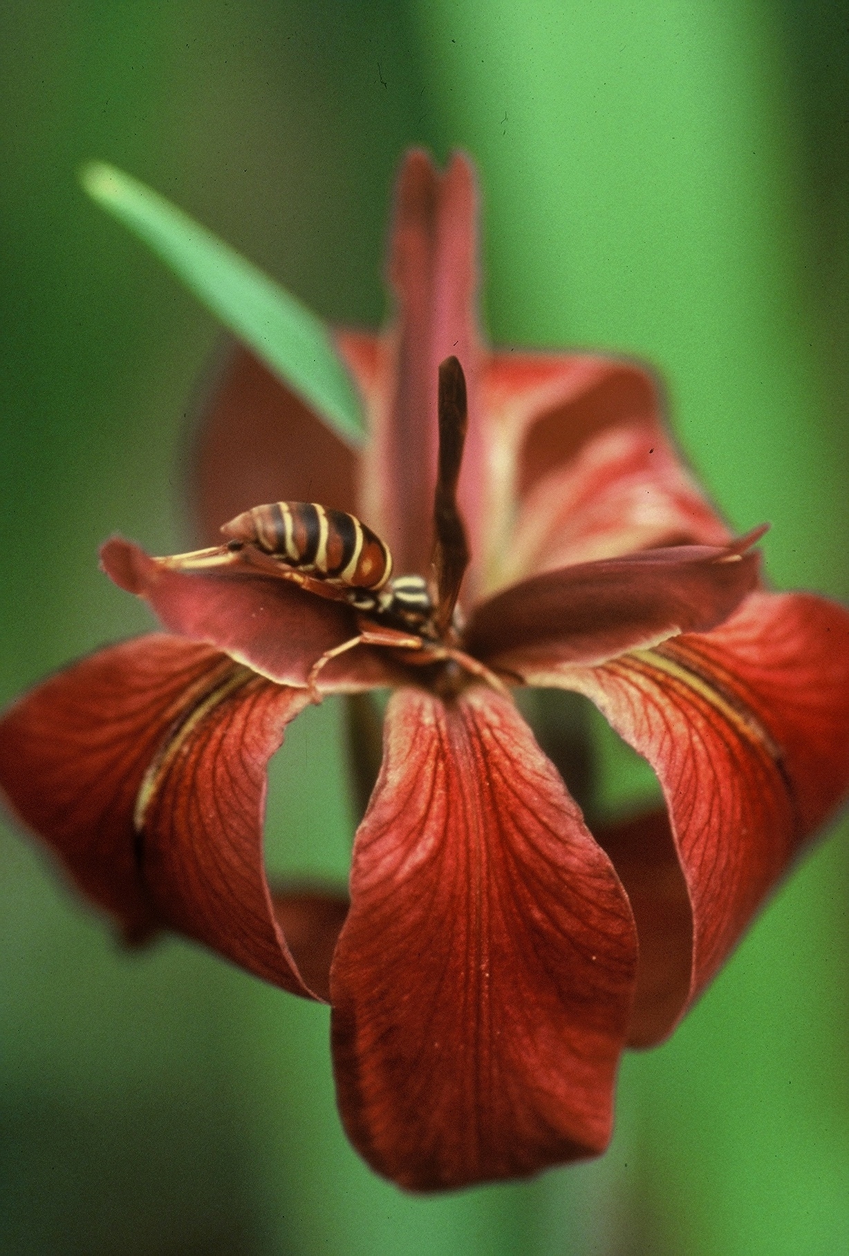 Copper iris