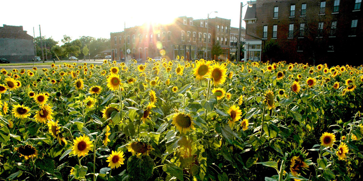 Sunflowers