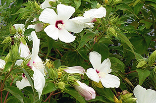 Hibiscus lasiocarpos