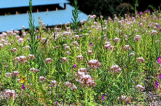 Plants on a green roof