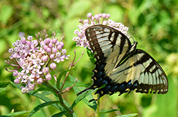 Butterfly with native plant