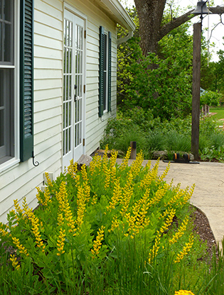 Native prairie plants can be used to accent an entry point