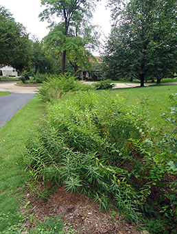 Vegetated bioswale
