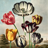 Botanical tulips illustration